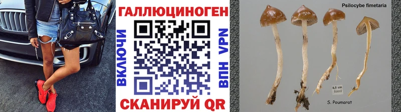 купить закладку  Кандалакша  Псилоцибиновые грибы Psilocybine cubensis 